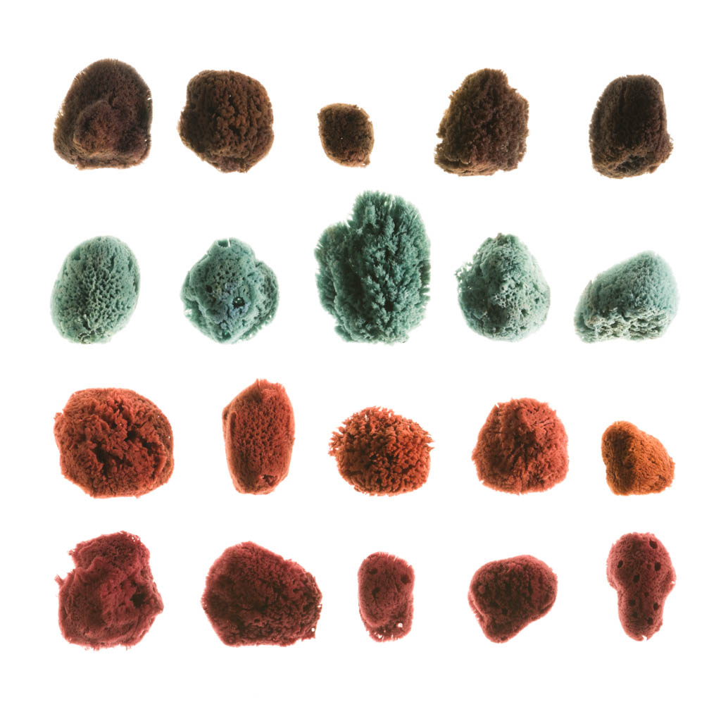 Dyed sponges